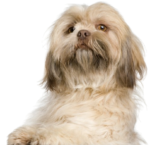 LiveSpace+ Ciudad del Río - Petfriendly